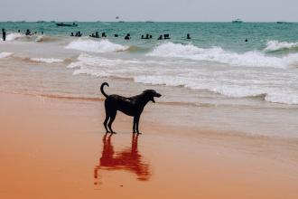 A dog looking the sea