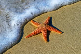 Seastar